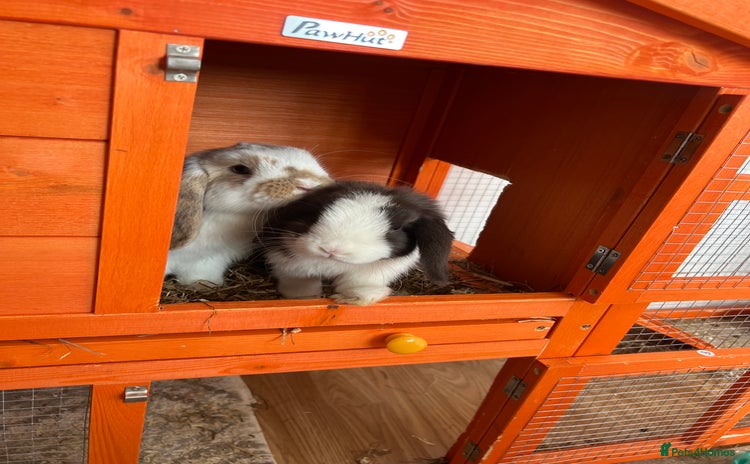 Mini Lop rabbits - Advert 5
