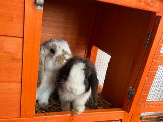 Mini Lop rabbits - Advert 19