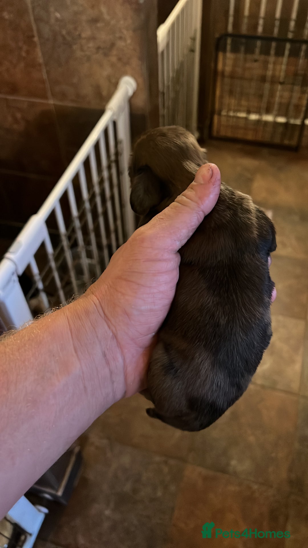 Miniature Dachshund dogs for sale: 4 long hair dachshund  - Image 10