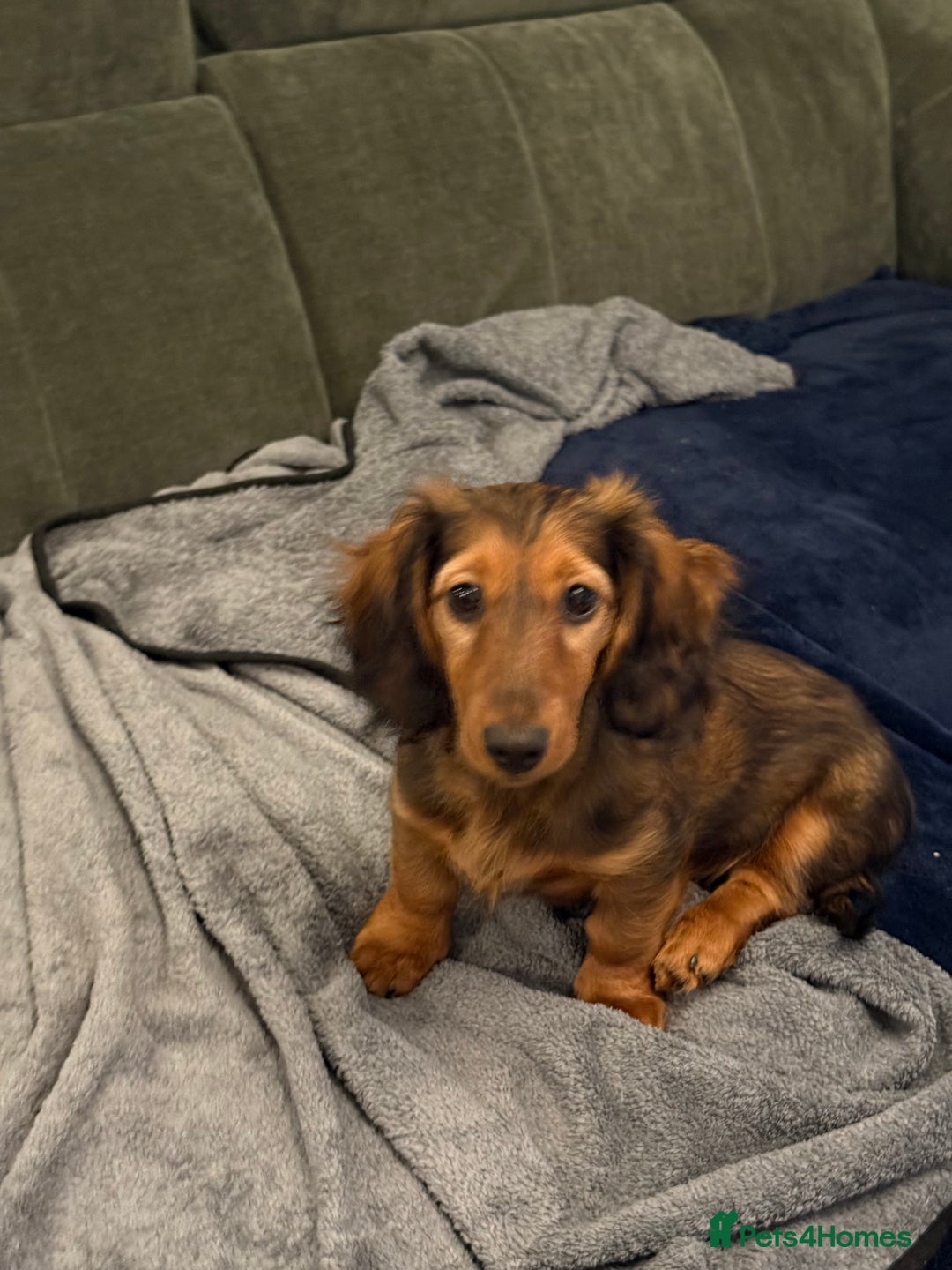 Dachshund dogs for sale: Hector and Ariana  - Advert 9