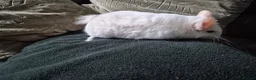 Chinchilla rodents for sale: Adult female chinchilla  - Advert 7