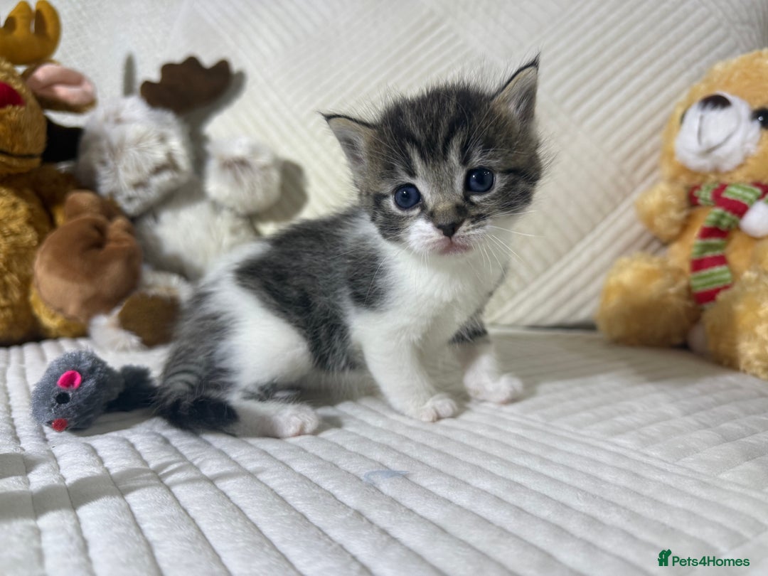 Mixed Breed cats for sale: Beautiful Ragdoll mixed kittens for Sale  - Advert 16