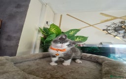 Mixed Breed cats for sale: Stunning  kittens looking  4 new home - Image 3