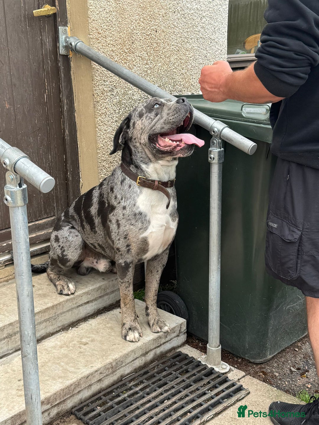 Cane Corso dogs for sale: Cane Corso Puppies - Image 13