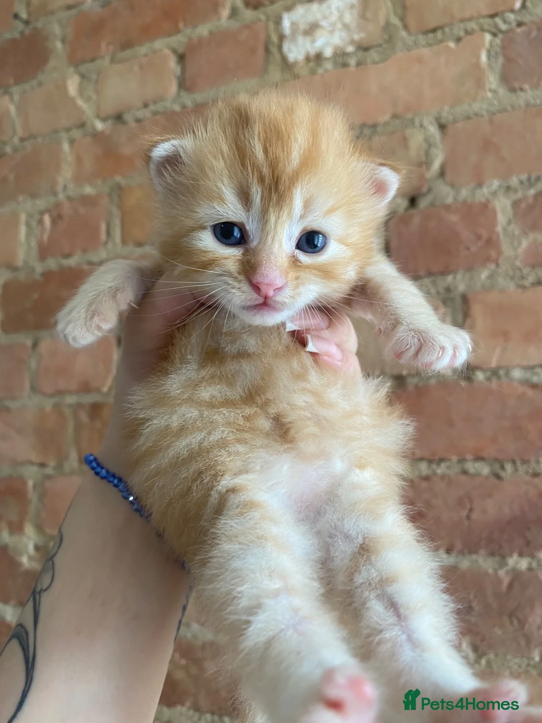 Mixed Breed cats for sale: Ginger female kitten looking for a loving home - Advert 2