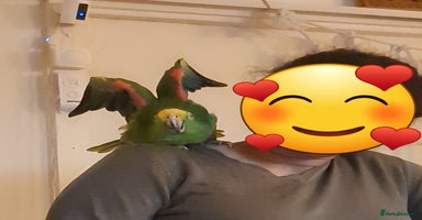 Parrots birds Very Vocal Male Panama Amazon & Large Parrot Cage - Advert 3