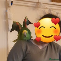 Parrots birds Very Vocal Male Panama Amazon & Large Parrot Cage - Advert 3