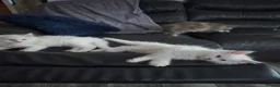 Maine Coon cats for sale: MAINE COON kitten - Advert 12