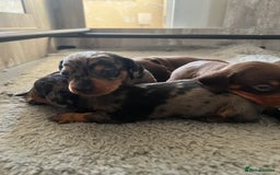Miniature Dachshund dogs for sale: Champion line miniature Dachshunds KCREG PRACLEAR  - Image 5