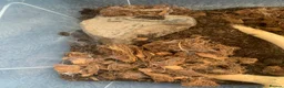 Tarantulas invertebrates for sale: 5x Monocantropus balfouri (blue baboon)  in Blackpool - Advert 5