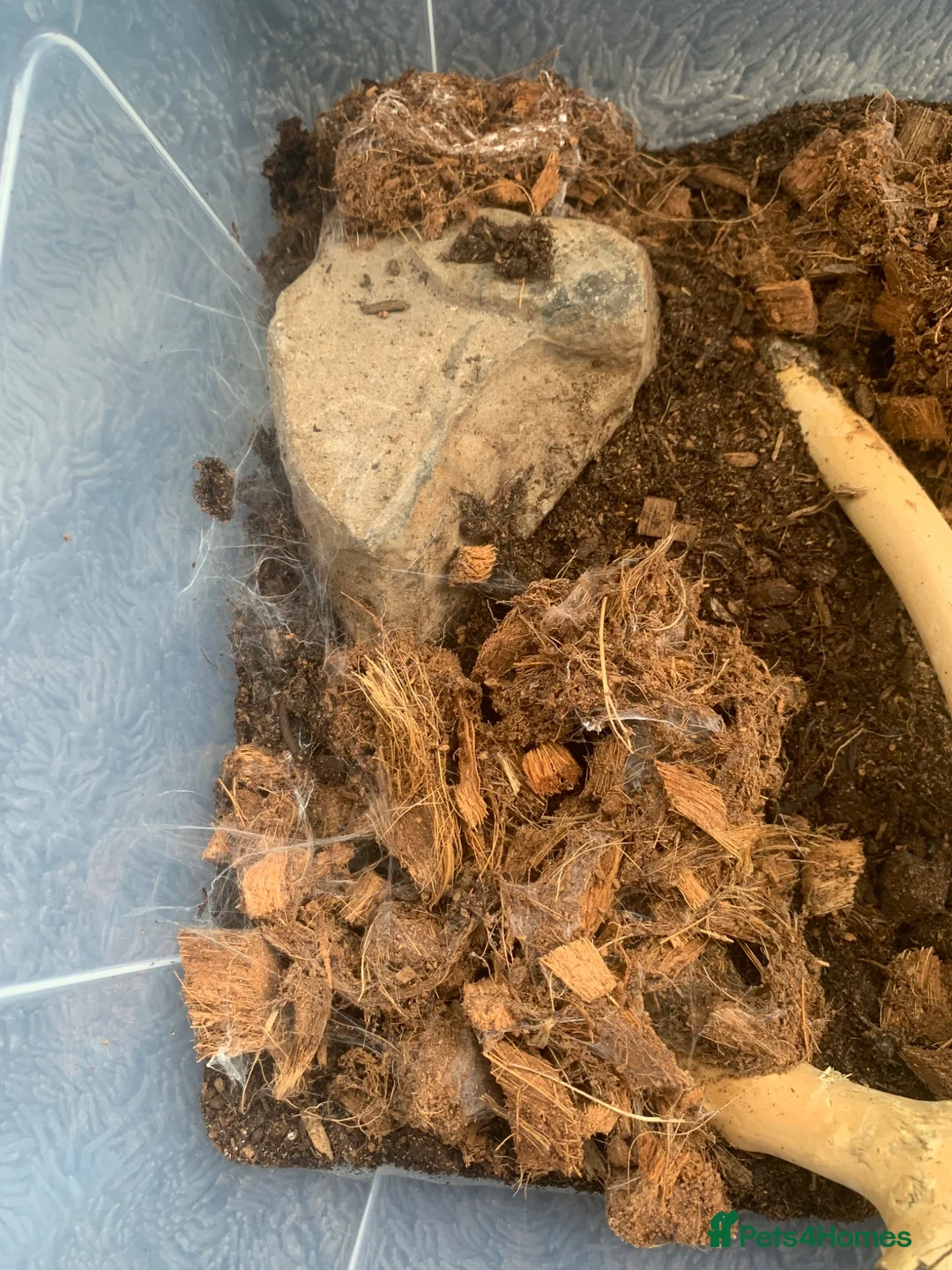 Tarantulas invertebrates for sale: 5x Monocantropus balfouri (blue baboon)  in Blackpool - Advert 5