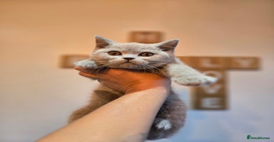 British Shorthair cats - Advert 5