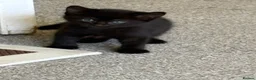 Mixed Breed cats for sale: 4 lovely playful kitten - Advert 4