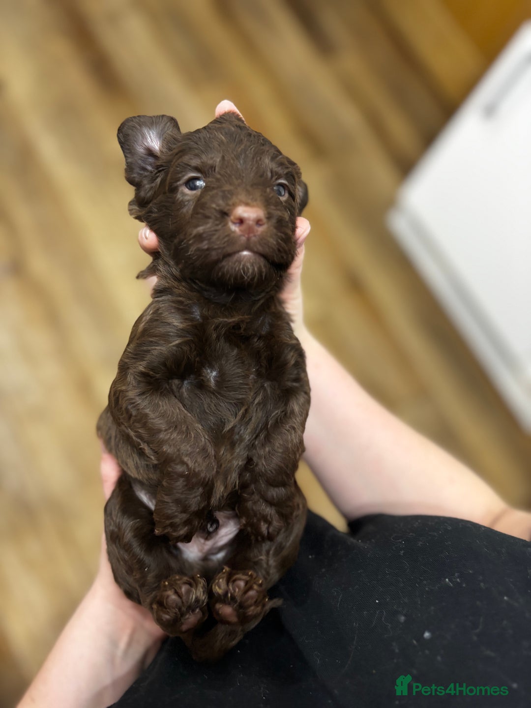 Cockapoo dogs for sale: Cockapoos - Advert 13