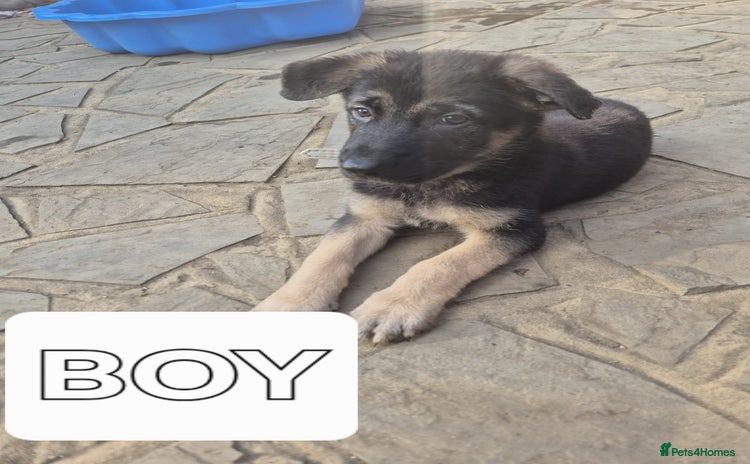 German Shepherd dogs - Advert 11