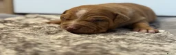 Staffordshire Bull Terrier dogs for sale: Stunning Staffordshire Terrier Puppies 18th June🐾 - Advert 22