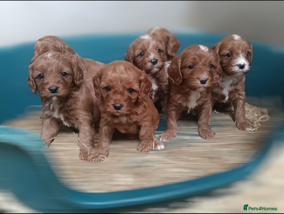 Cavapoo dogs for sale: Stunning F1 Quality Cavapoo Puppies. Dad Tested.  - Image 12