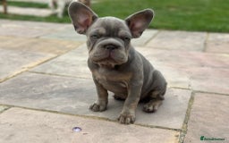 French Bulldog dogs for sale: Blue and tan female French bulldog  - Image 3