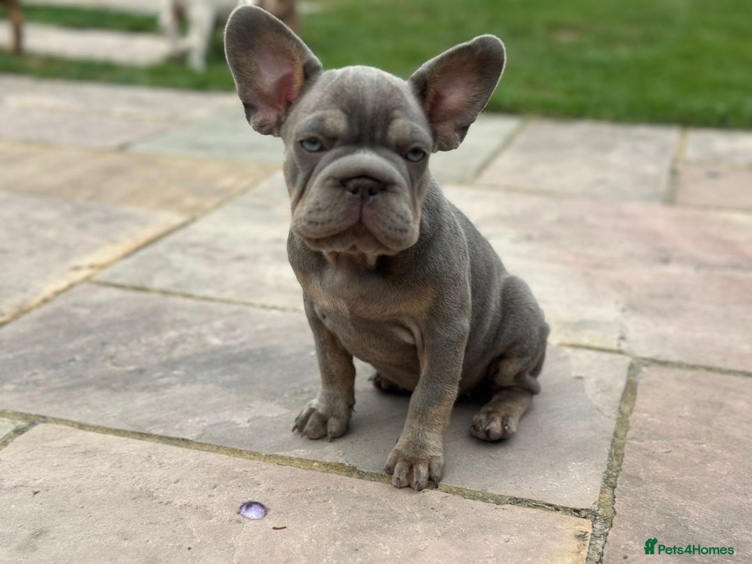 French Bulldog dogs for sale: Blue and tan female French bulldog  - Image 3
