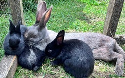 English rabbits for sale: New Zealand cross English babies - Image 2