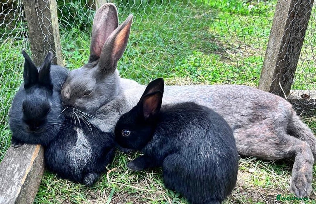English rabbits for sale: New Zealand cross English babies - Image 2