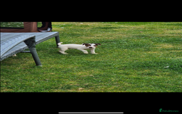 Jack Russell dogs for sale: Jack russel puppies  - Image 6