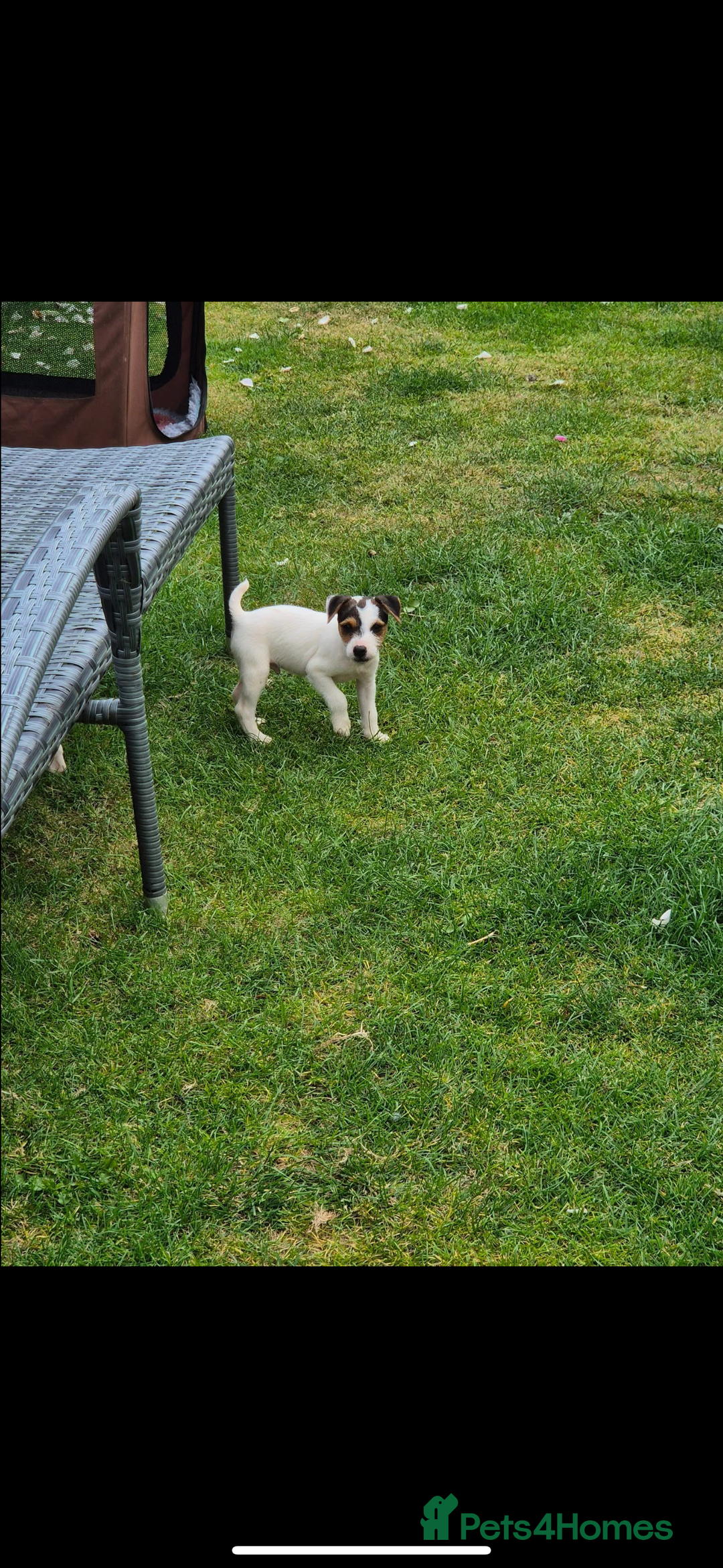 Jack Russell dogs for sale: Jack russel puppies  - Image 6