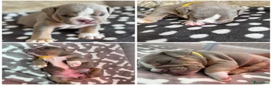 English Bulldog 6