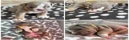 English Bulldog dogs for sale: English Bulldog Puppies – 5 Girls & 2 Boys - Advert 4