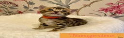 Bengal cats for sale: Beautiful Bengal Kittens - Advert 6