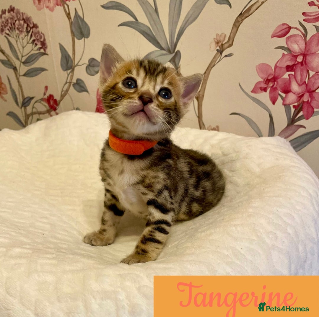 Bengal cats for sale: Beautiful Bengal Kittens - Advert 6