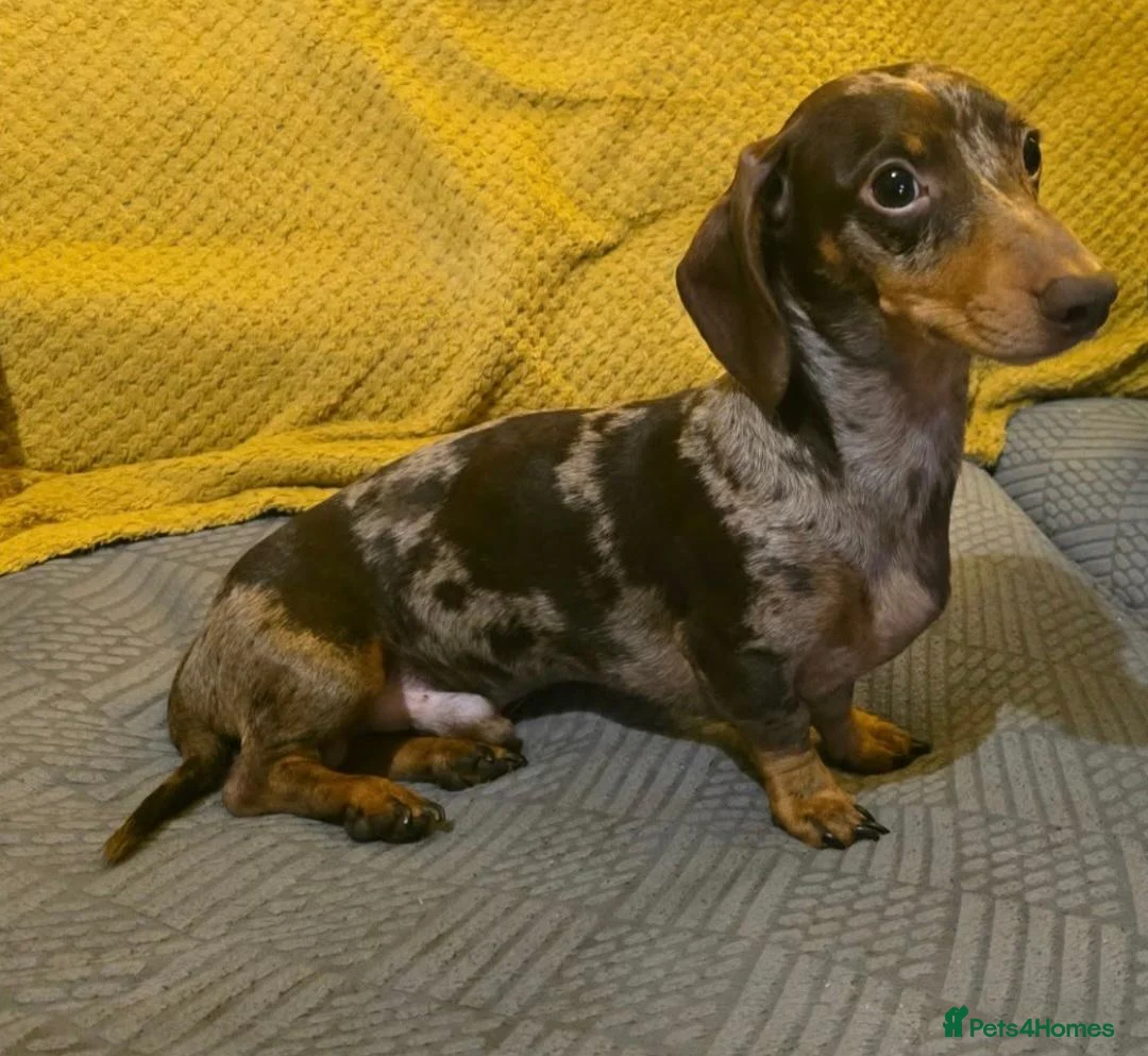 Jackshund dogs for sale: Miniature Jackshund puppies 🐶  - Advert 2