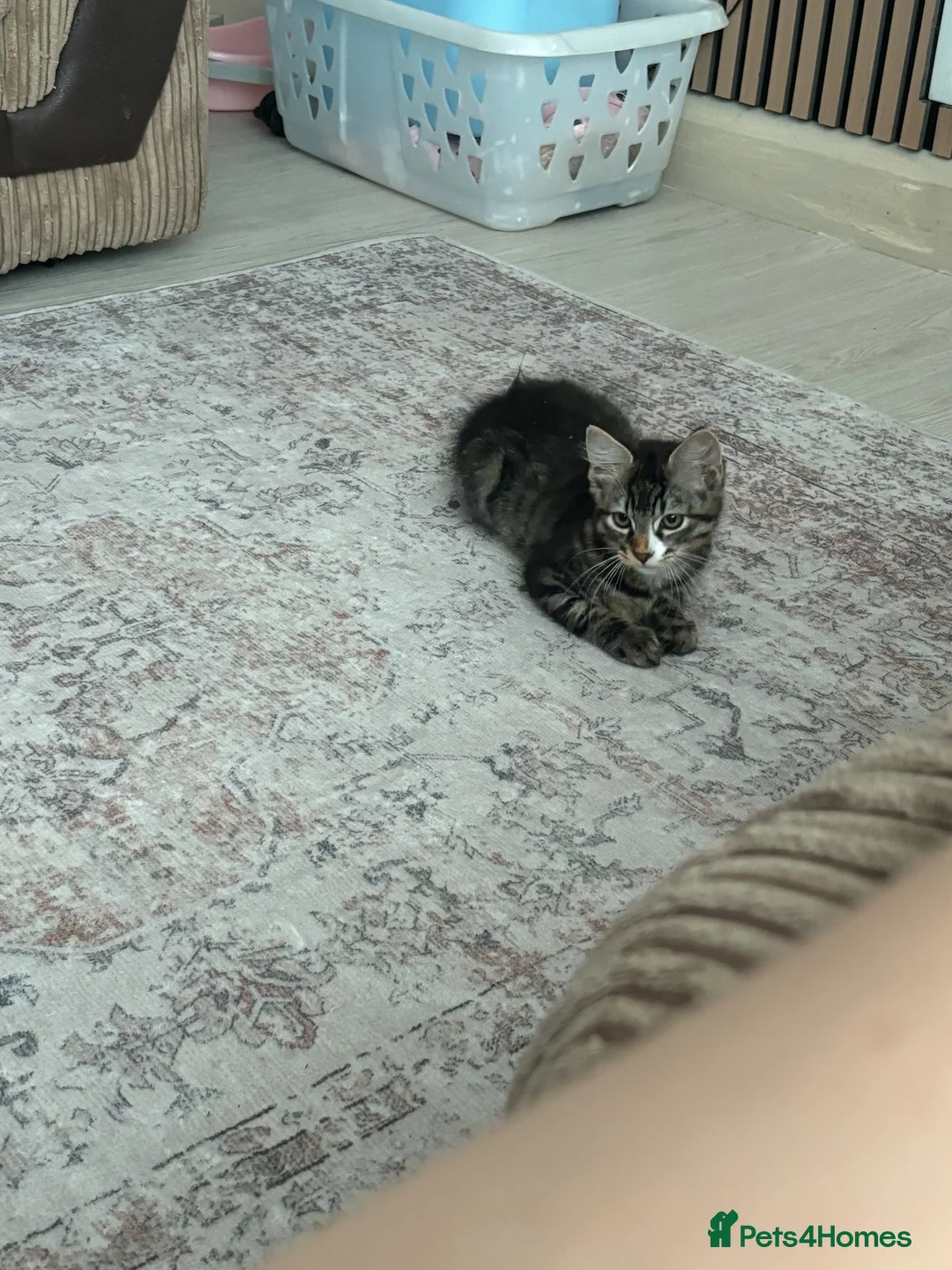 Mixed Breed cats for sale: Last Male kitten for sale  - Advert 7