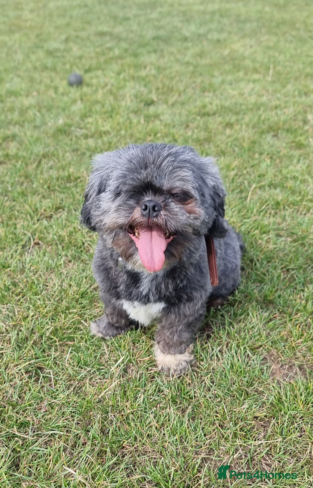 Shih Tzu dogs for sale: Loving cheeky Shihtzu for loving home ❤️ - Image 13