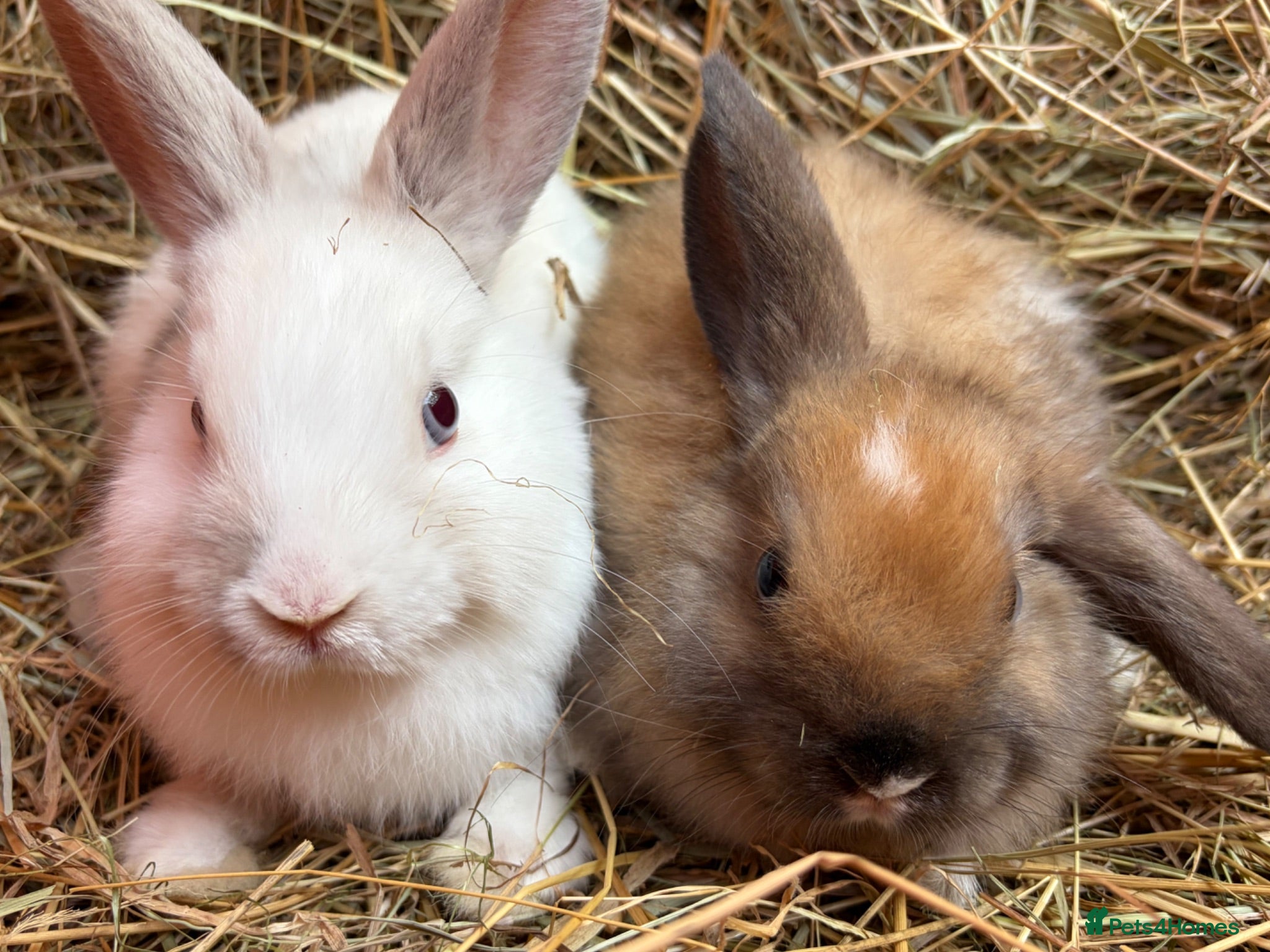 French Lop rabbits French lop babies ready to go  - Advert 1
