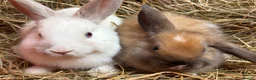 French Lop rabbits for sale: French lop babies ready to go  - Advert 1