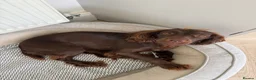 Sprocker dogs for sale: Female Sprocker - Advert 2