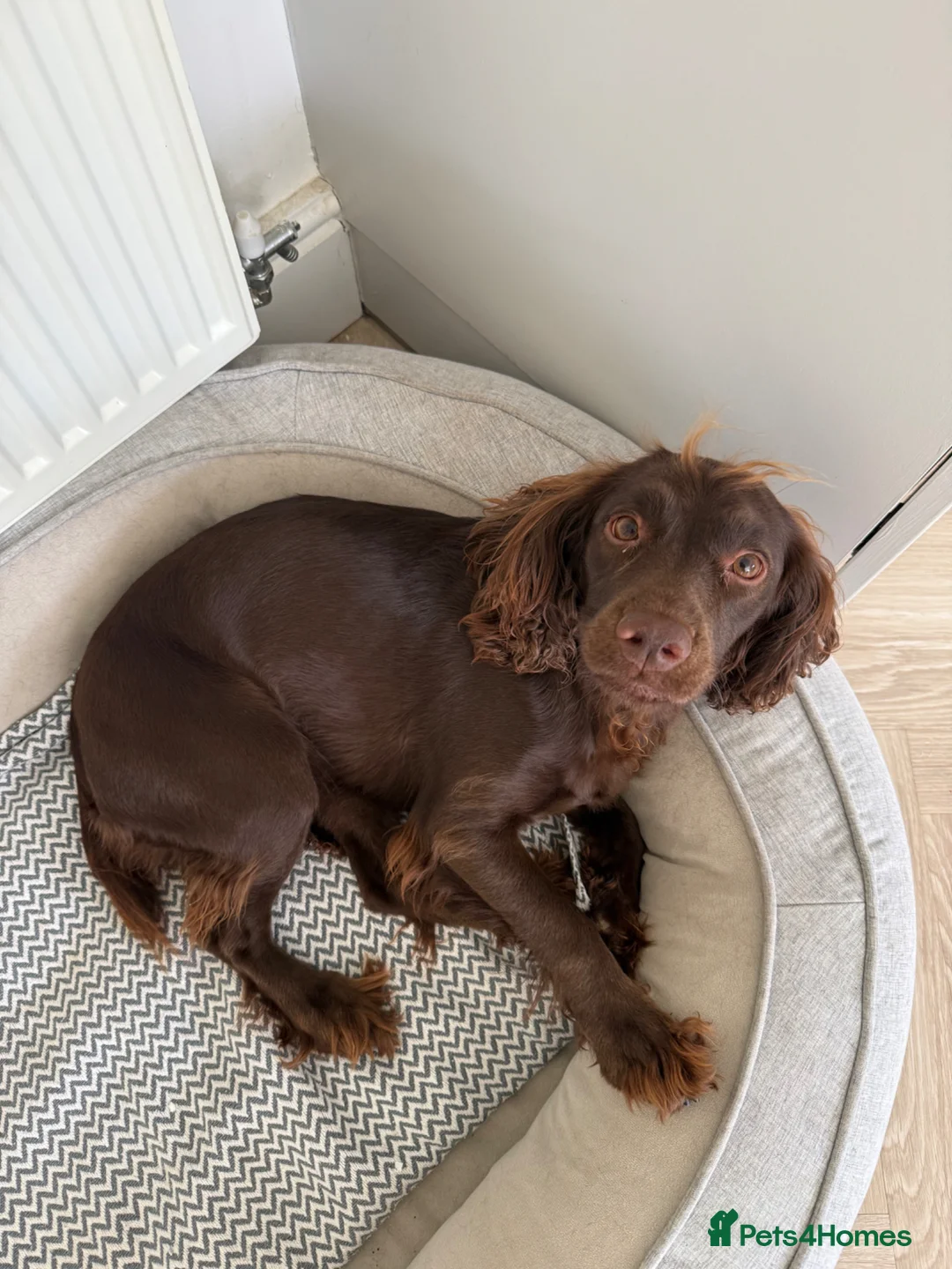 Sprocker dogs for sale: Female Sprocker - Advert 2