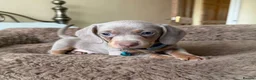 Miniature Dachshund dogs for sale: Miniature Dachshund Puppies Ready For Families - Advert 7
