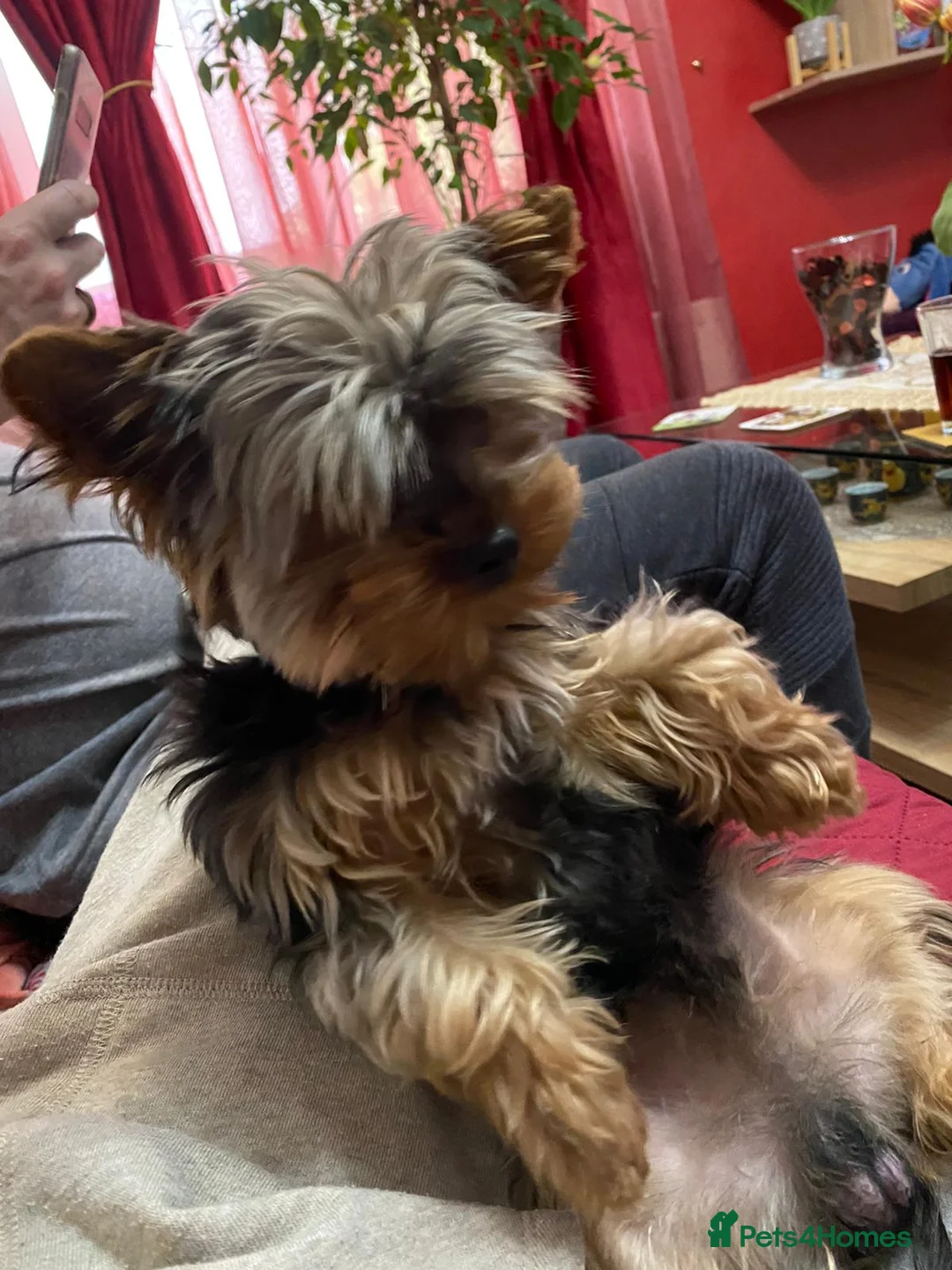 Yorkshire Terrier dogs for stud: Small Yorkie for Stud in Birmingham - Advert 8