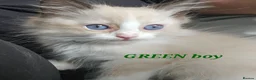 Ragdoll cats for sale: Friendly and playfull Ragdoll x  - Advert 26