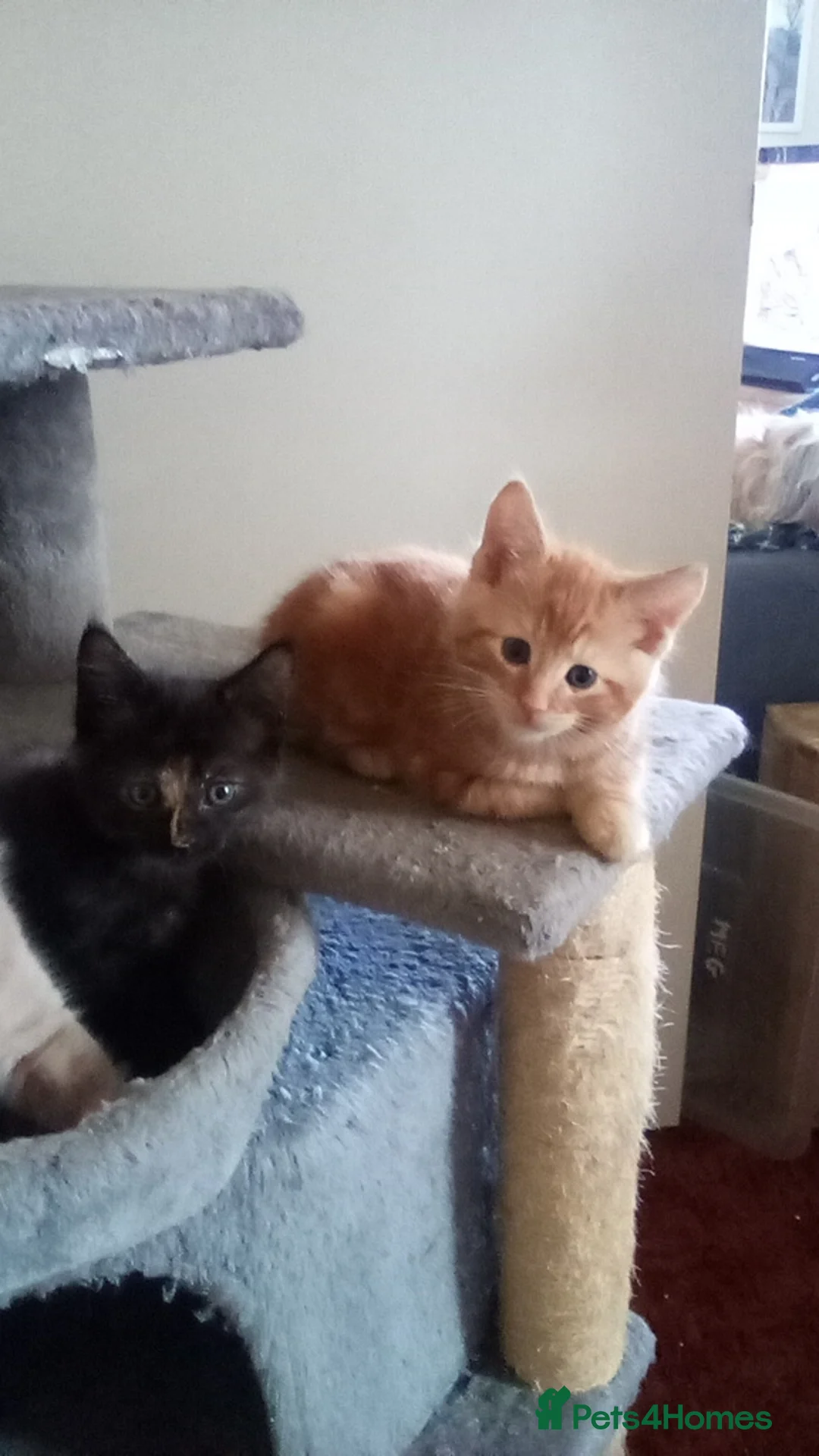Maine Coon cats for sale: Adorable Maine coon kittens - Advert 1