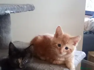 Maine Coon cats Adorable Maine coon kittens - Advert 2