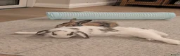 Mixed Breed rabbits for sale: Bonded pair  in Cardigan - Advert 3
