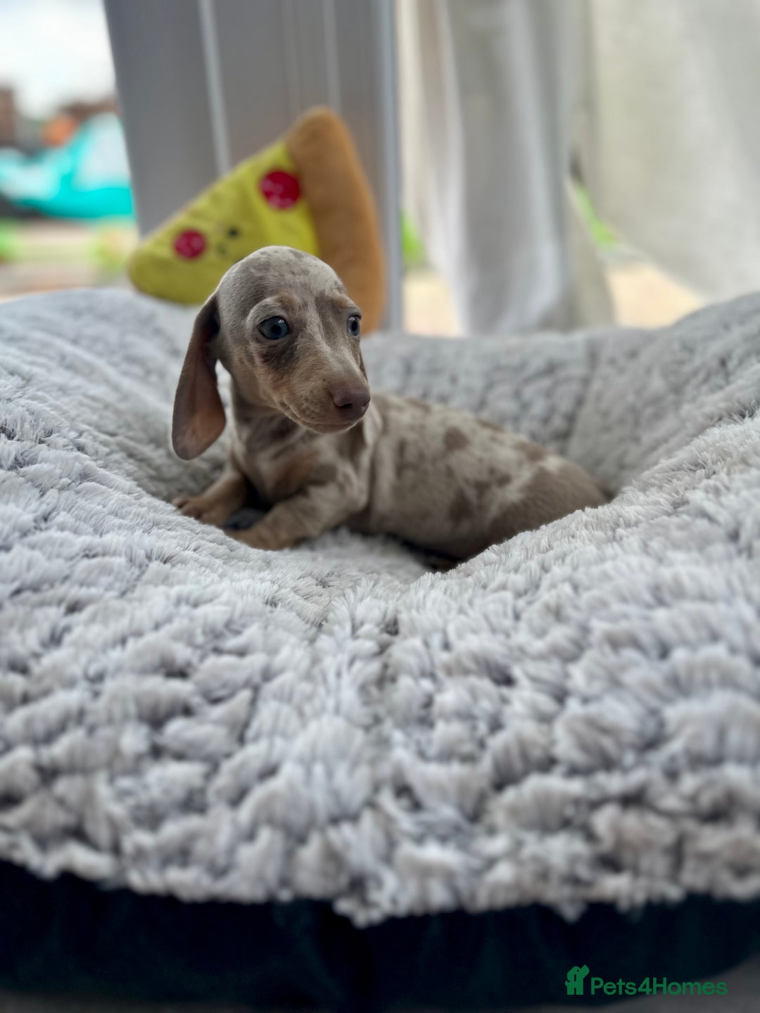 Miniature Dachshund dogs for sale: Miniature Dutch hound puppies  - Image 3