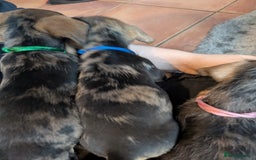 Miniature Dachshund dogs for sale: Wire X smooth mini dachshunds - Image 11