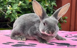 Rex rabbits for sale: READY NOW Vienna gene carrier Mini Rex babies - Image 6