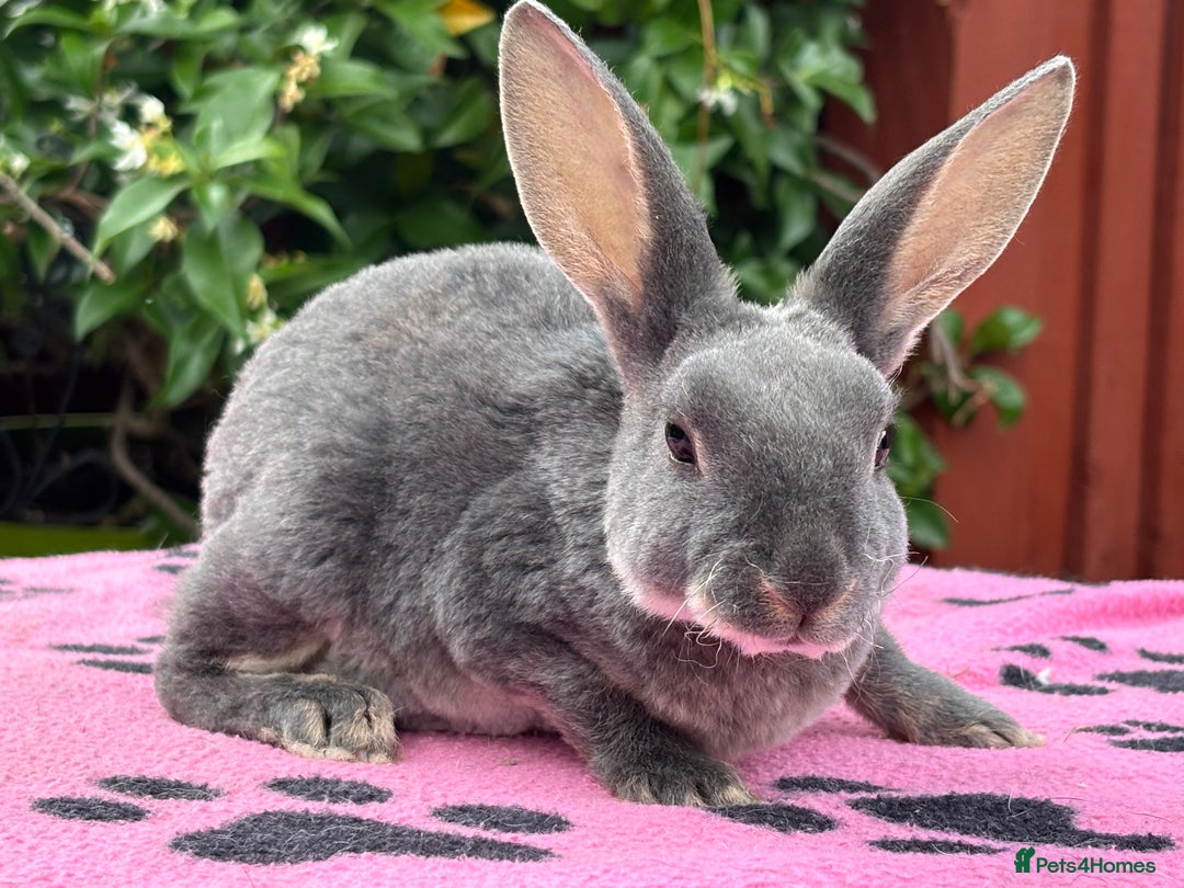 Rex rabbits for sale: READY NOW Vienna gene carrier Mini Rex babies - Image 6