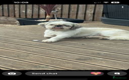 Shih Tzu dogs for stud: KC registered stud dog in Cullompton - Image 17