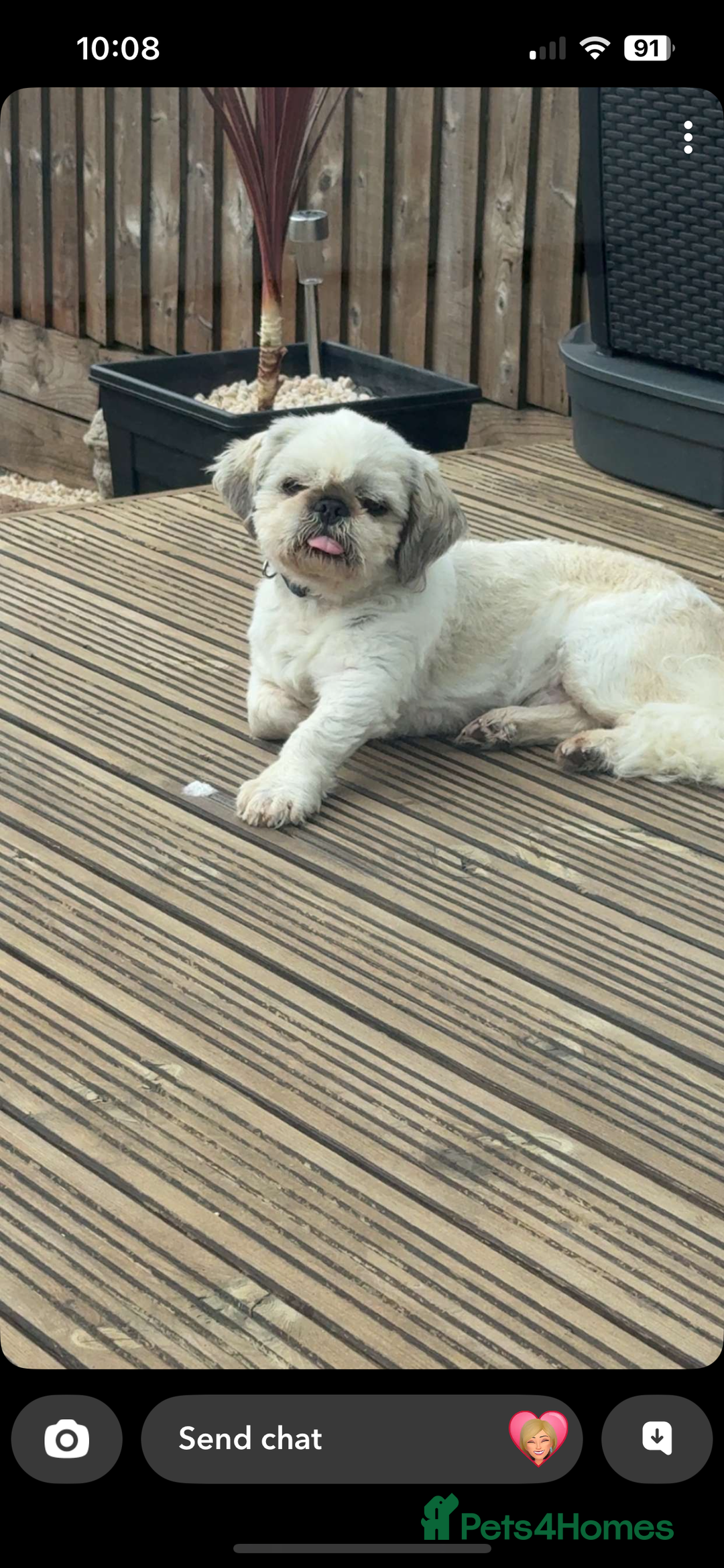 Shih Tzu dogs for stud: KC registered stud dog in Cullompton - Image 17